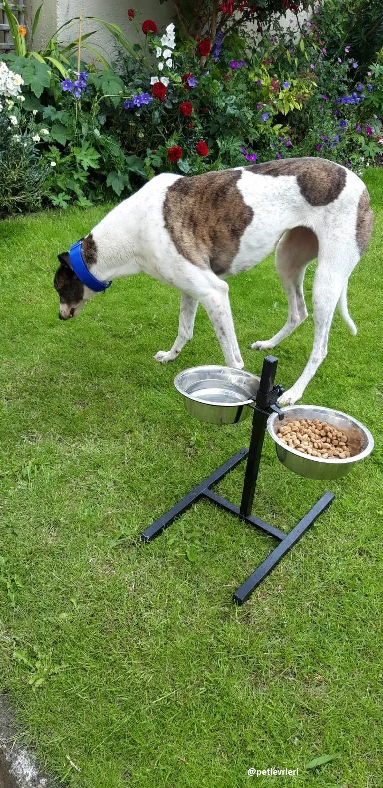 matilda adozione greyhound 23