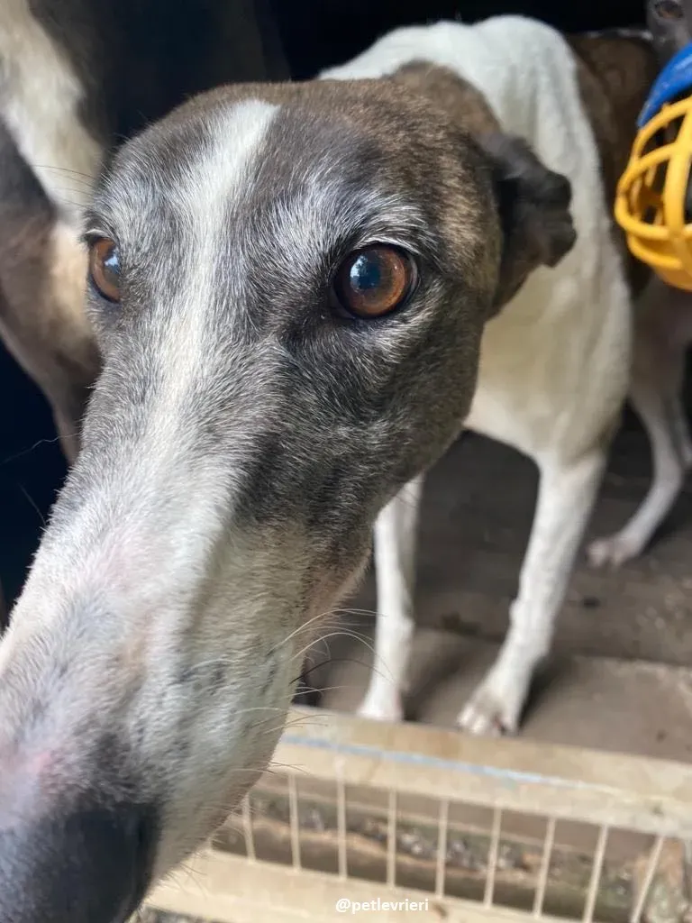 matilda adozione greyhound 3