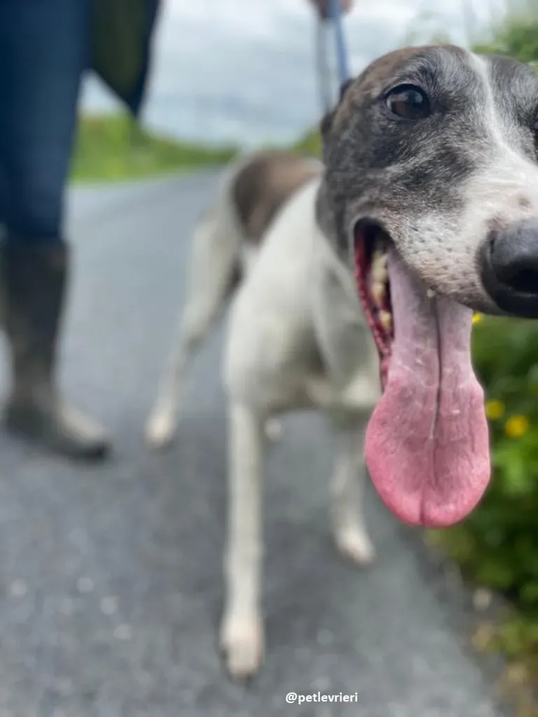 matilda adozione greyhound 4