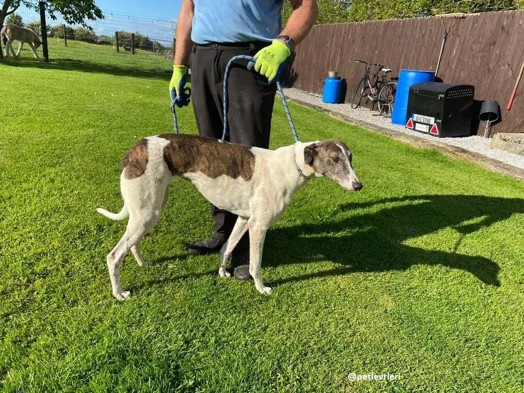 matilda adozione greyhound 5