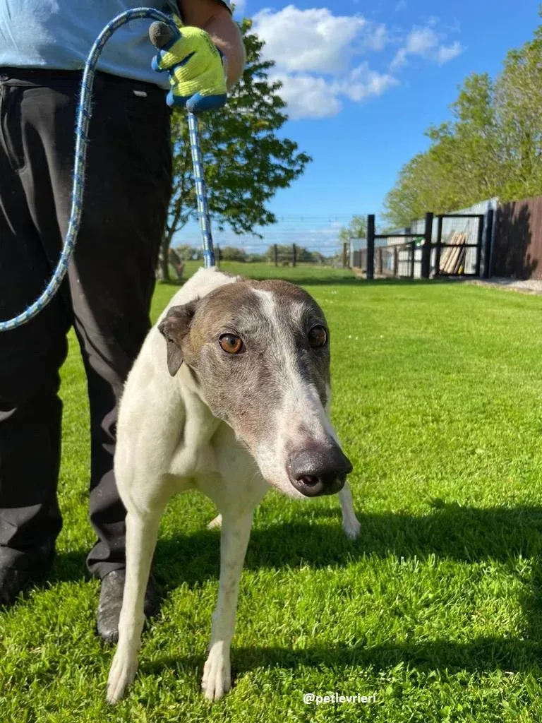 matilda adozione greyhound 6