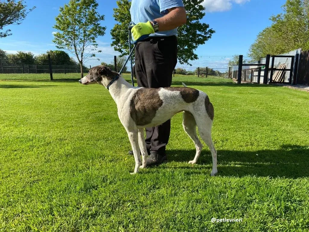 matilda adozione greyhound 7