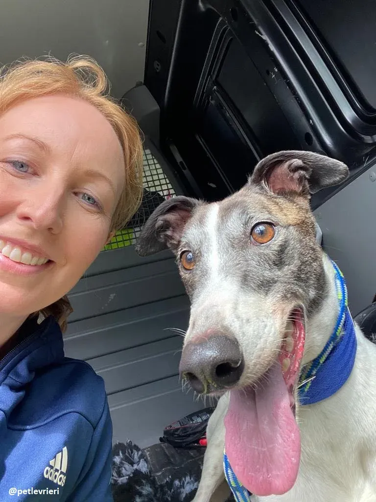 matilda adozione greyhound 9