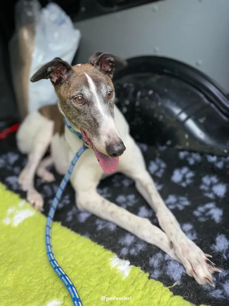 matilda adozione greyhound