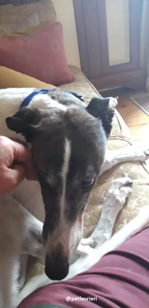 matilda adozione greyhound22