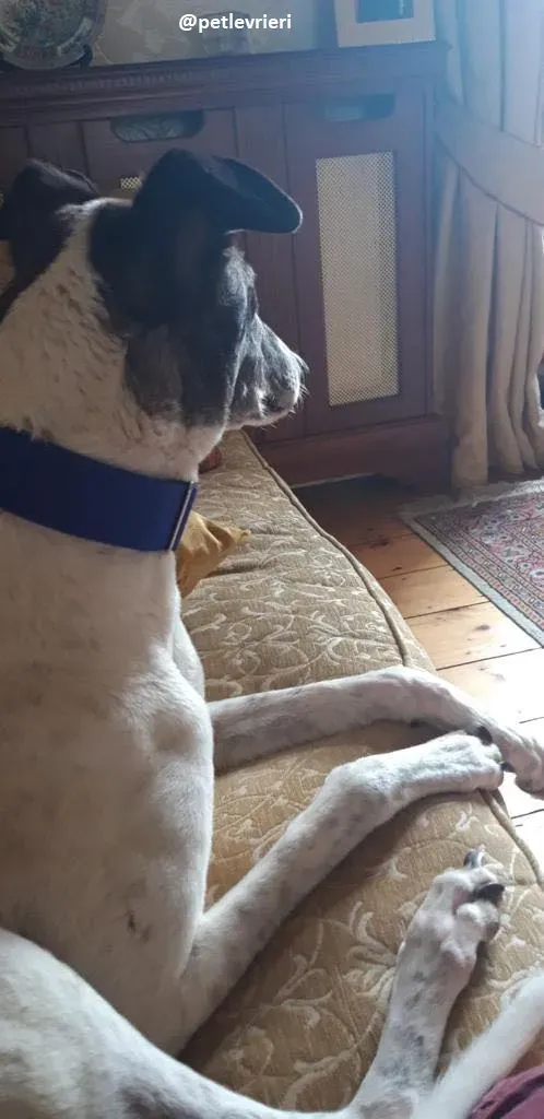 matilda adozione greyhound23