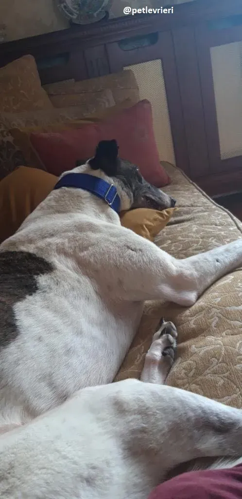 matilda adozione greyhound24