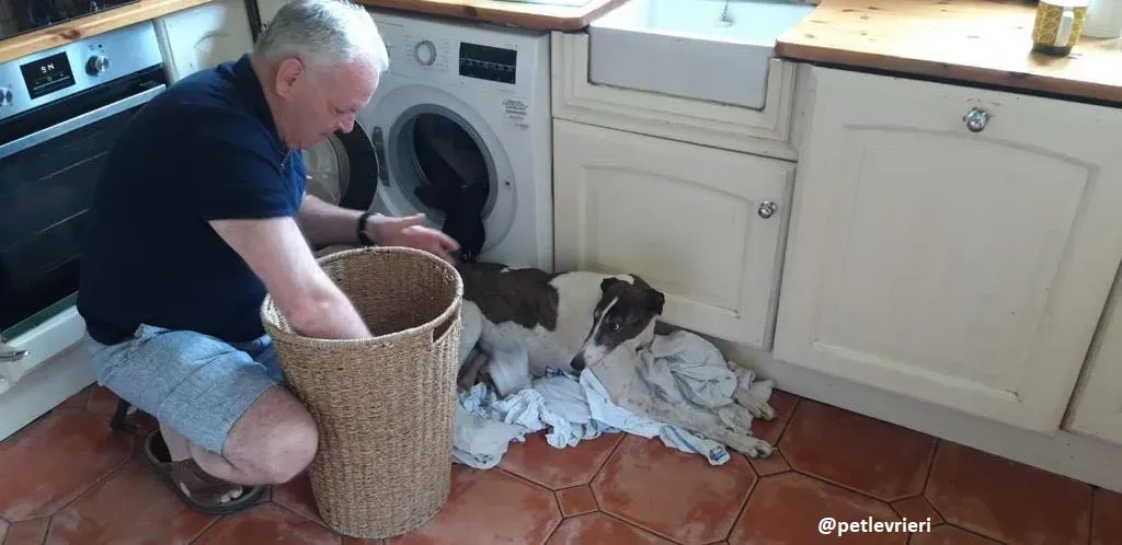 matilda adozione greyhound25