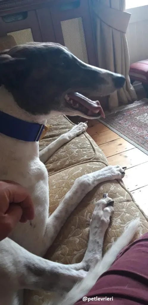 matilda adozione greyhound26