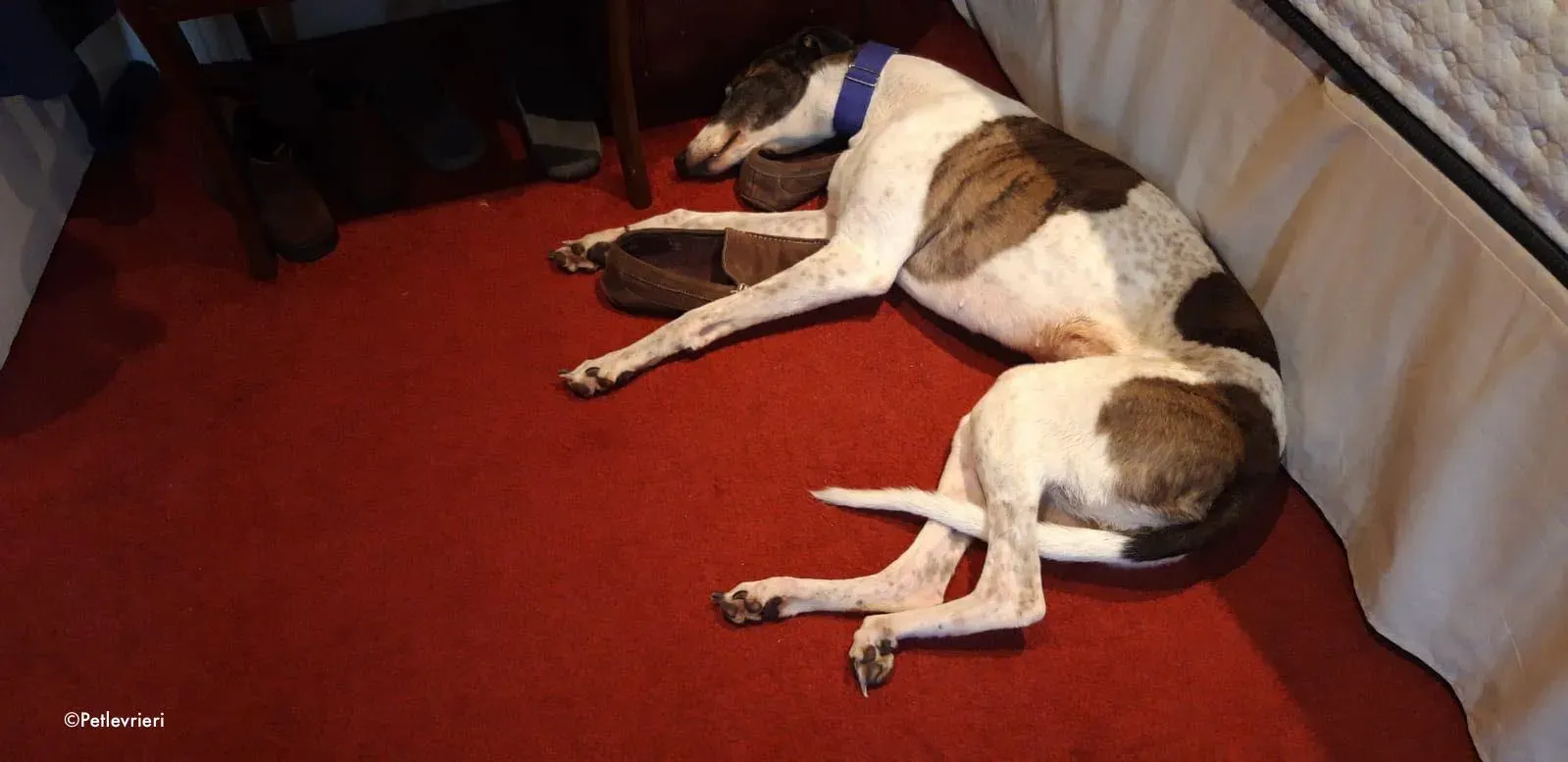 matilda adozione levrieri greyhound 1