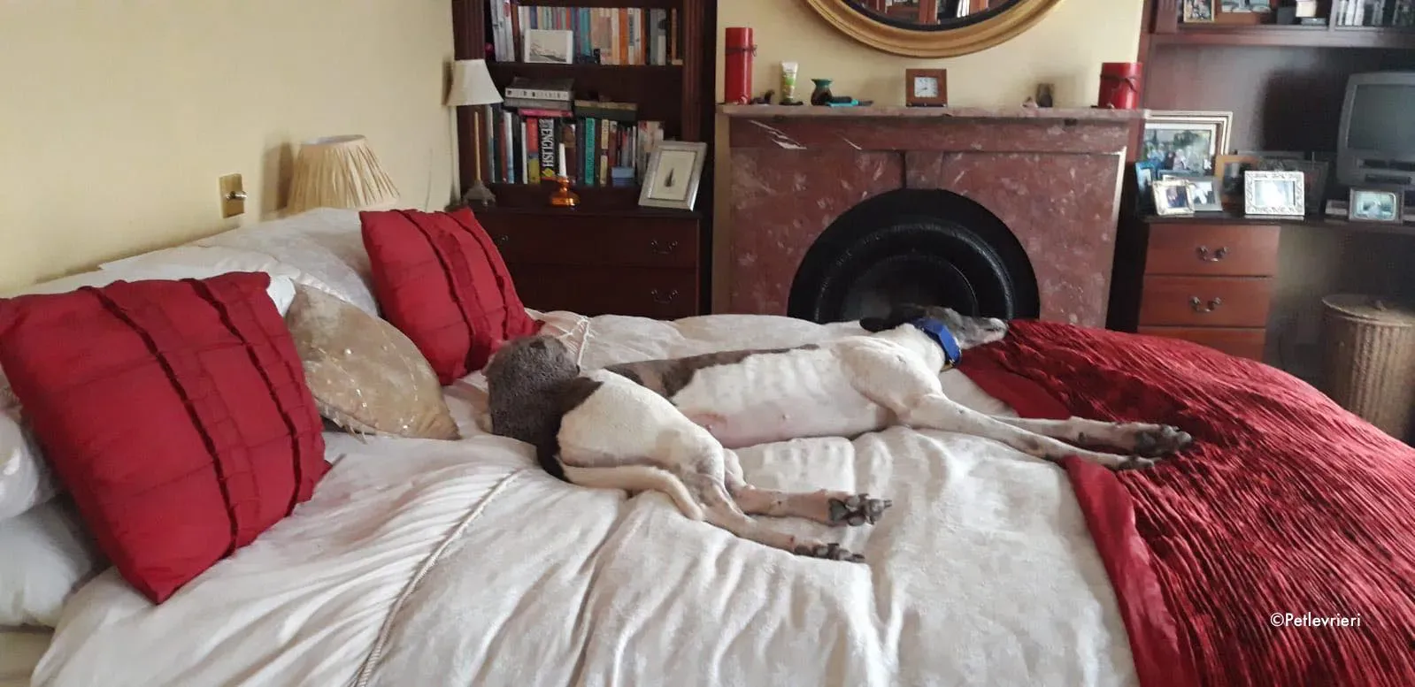 matilda adozione levrieri greyhound 2