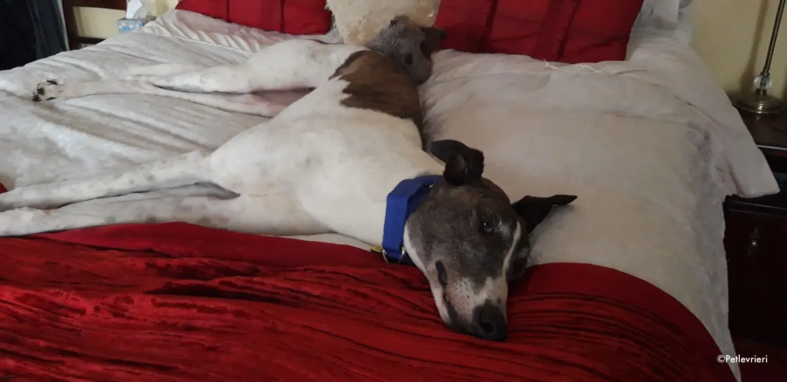 matilda adozione levrieri greyhound 3