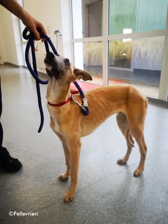 matthew adozione levrieri greyhound 1