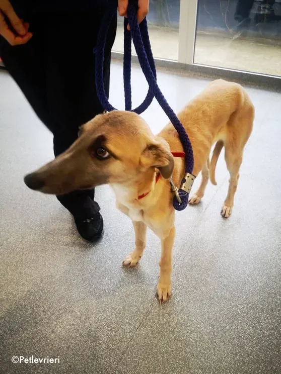 matthew adozione levrieri greyhound 3