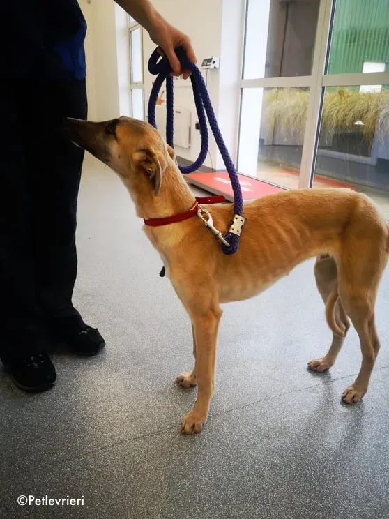 matthew adozione levrieri greyhound 4