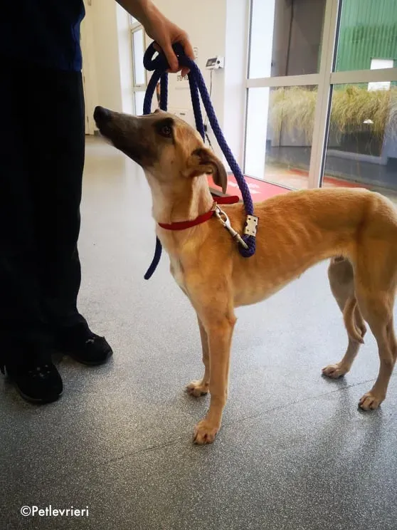 matthew adozione levrieri greyhound 5