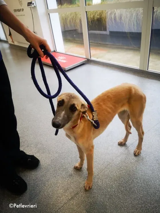 matthew adozione levrieri greyhound 6