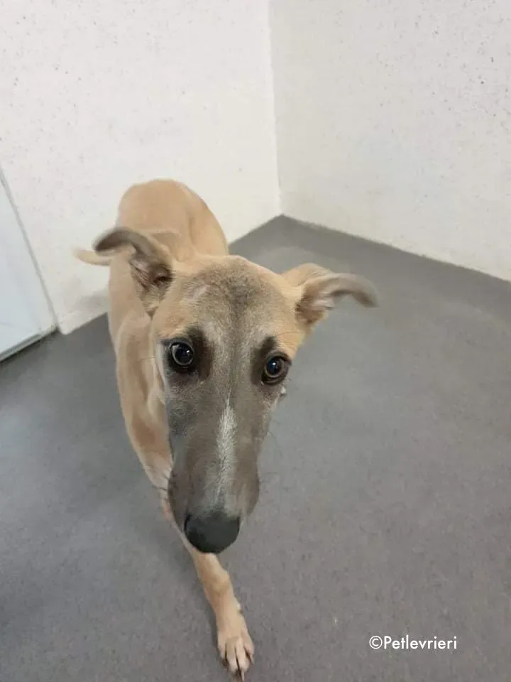 matthew adozione levrieri greyhound 7