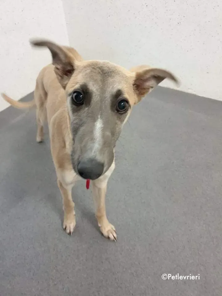 matthew adozione levrieri greyhound 8