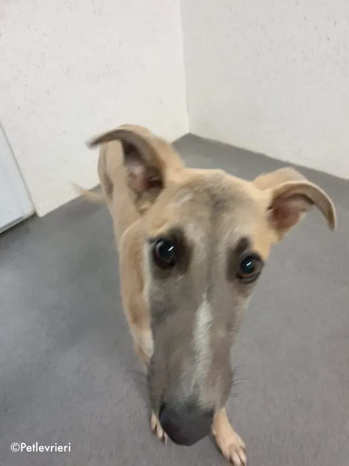 matthew adozione levrieri greyhound 9