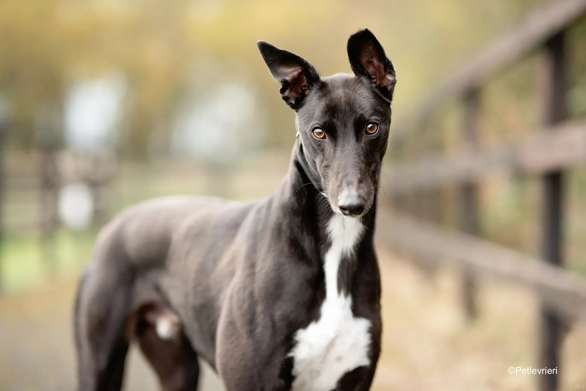 matthias adozione levrieri greyhound 1 1