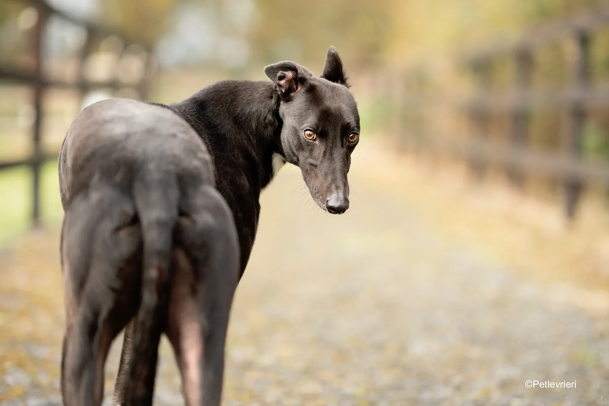 matthias adozione levrieri greyhound 2 1