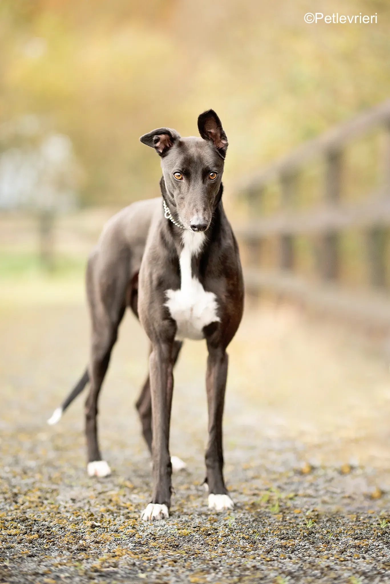 matthias adozione levrieri greyhound 3 1