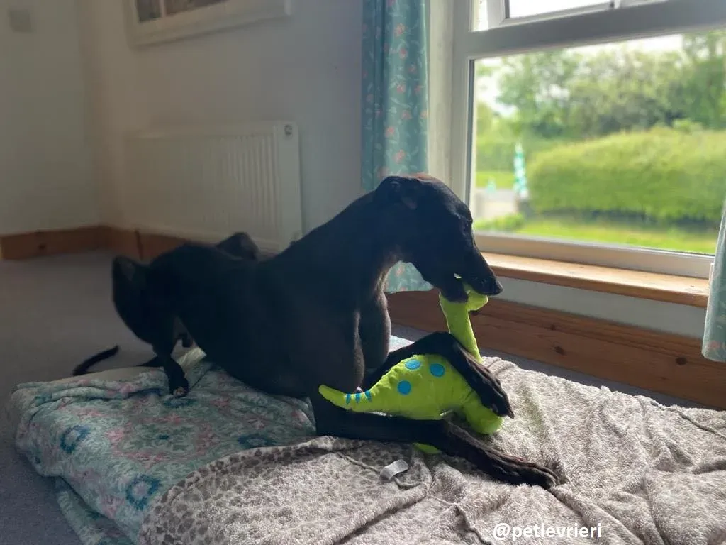 matty adozione greyhound 1