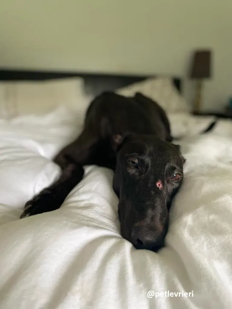 matty adozione greyhound 10