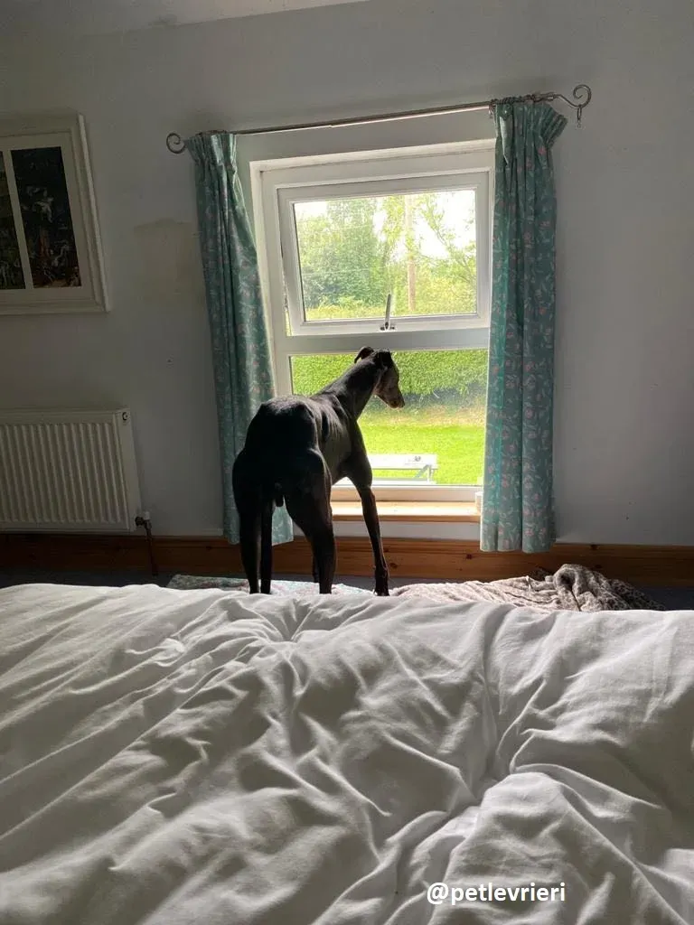 matty adozione greyhound 11