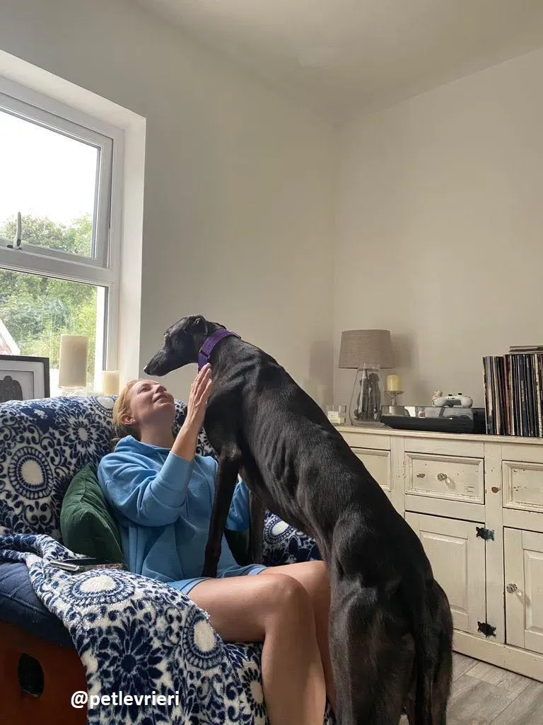 matty adozione greyhound 12