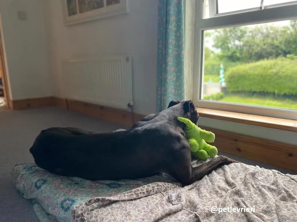 matty adozione greyhound 2