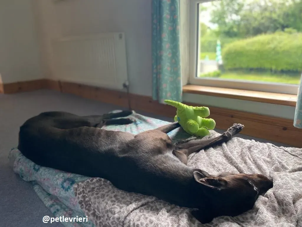 matty adozione greyhound 3