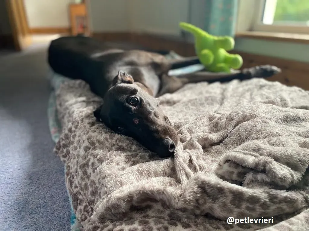 matty adozione greyhound 4