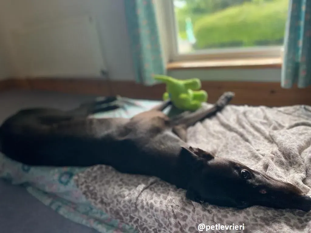 matty adozione greyhound 5