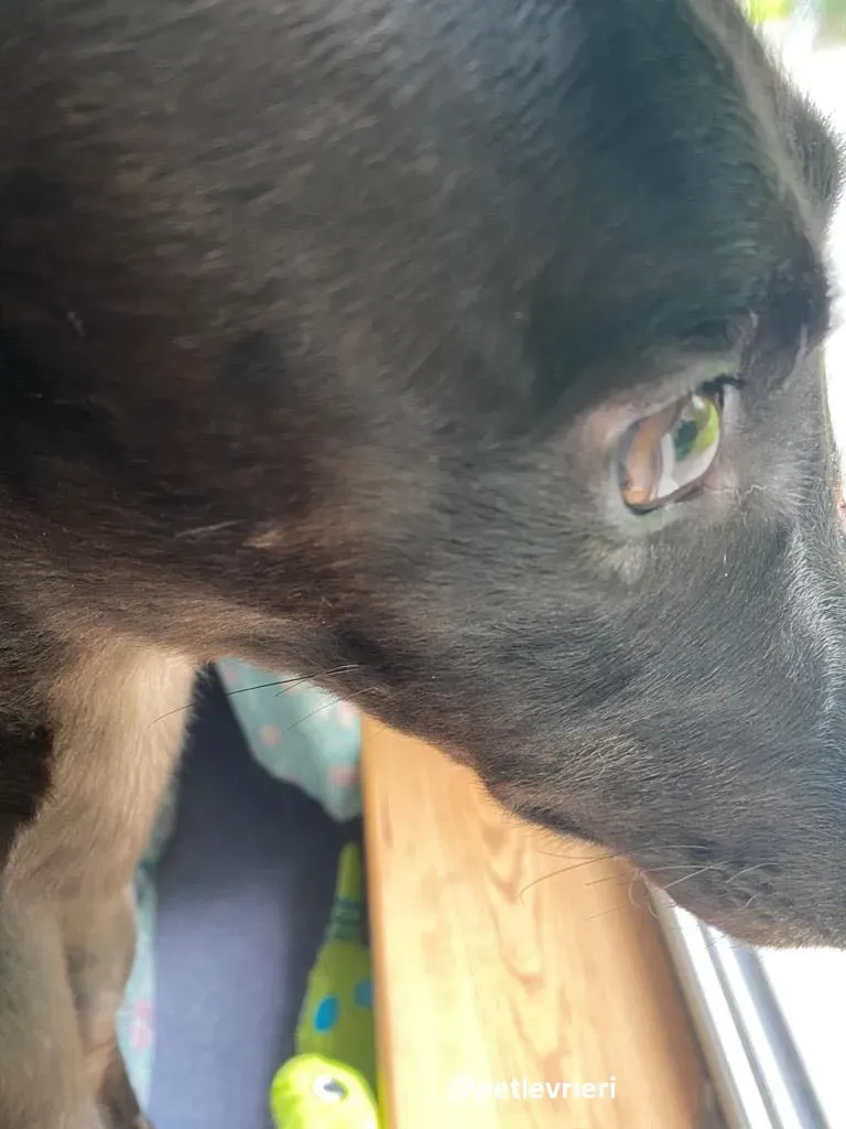 matty adozione greyhound 6