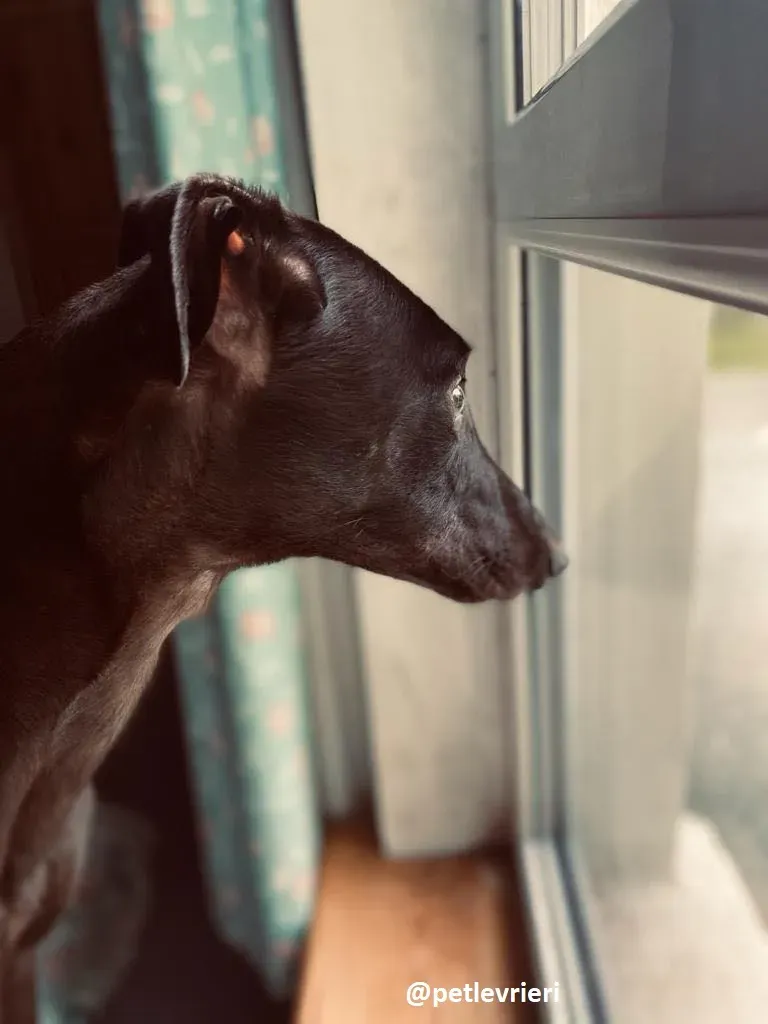 matty adozione greyhound 7