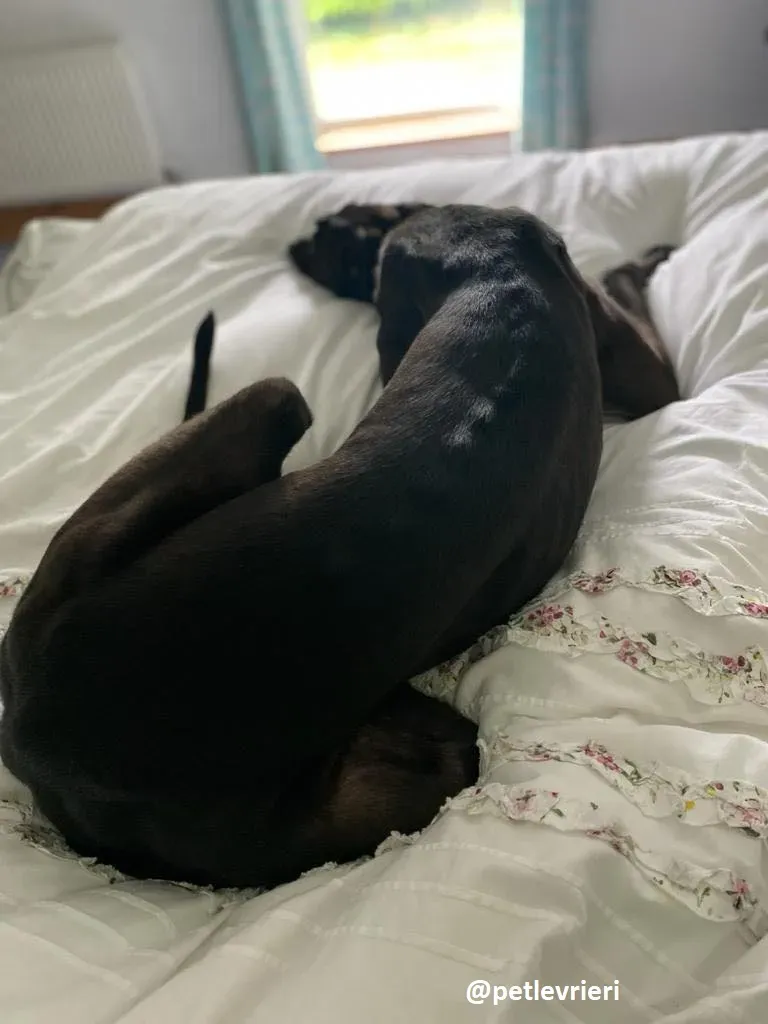 matty adozione greyhound 8