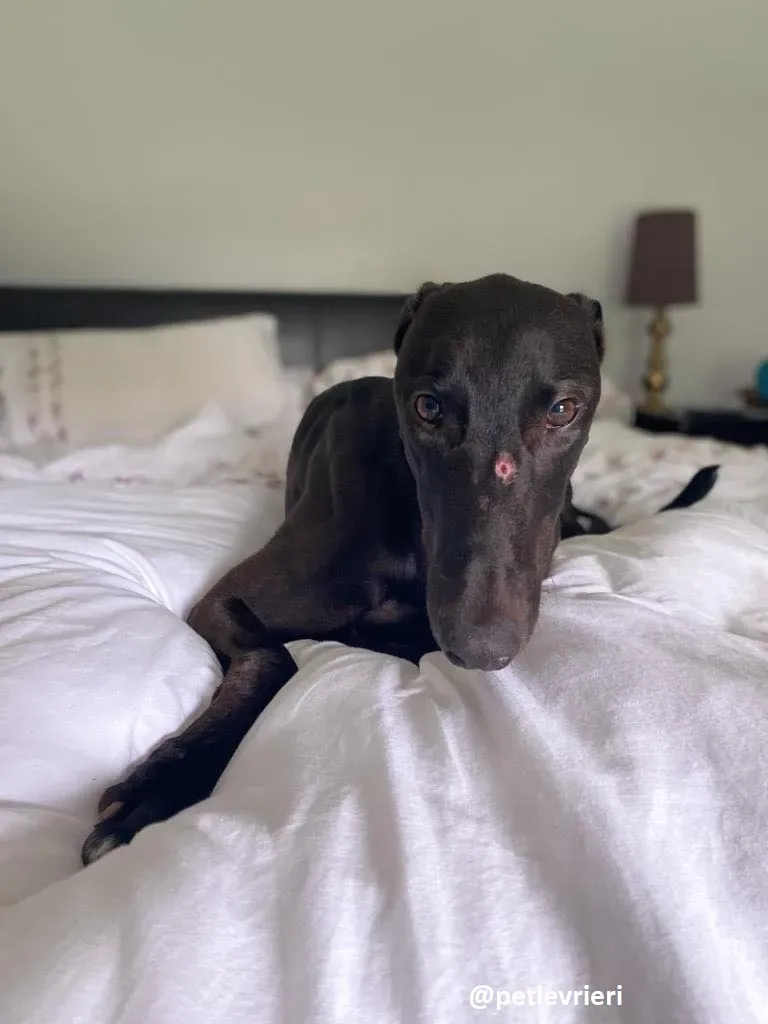 matty adozione greyhound 9