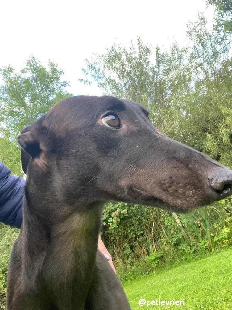 matty adozione greyhound