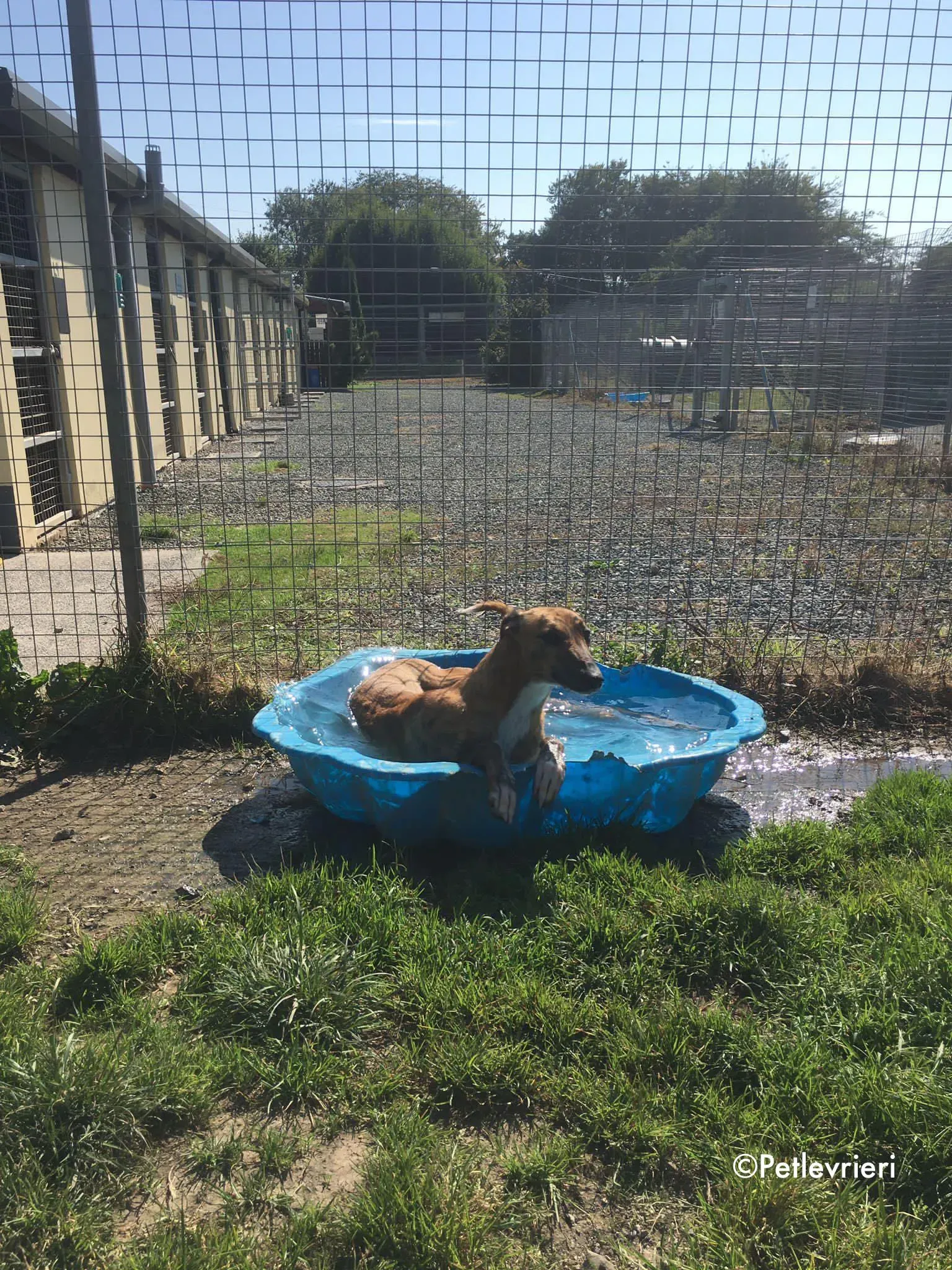 mavis adozione levrieri greyhound lurcher 1