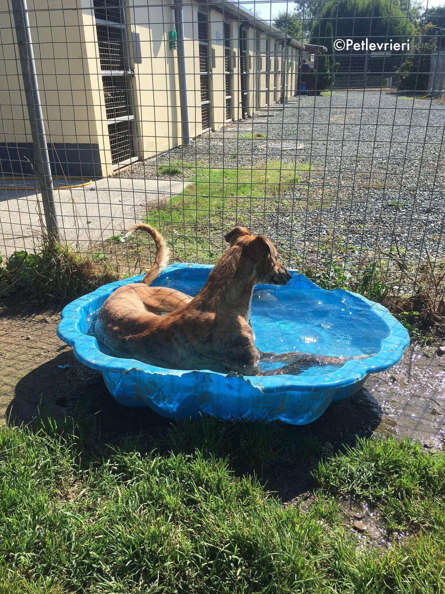 mavis adozione levrieri greyhound lurcher 2
