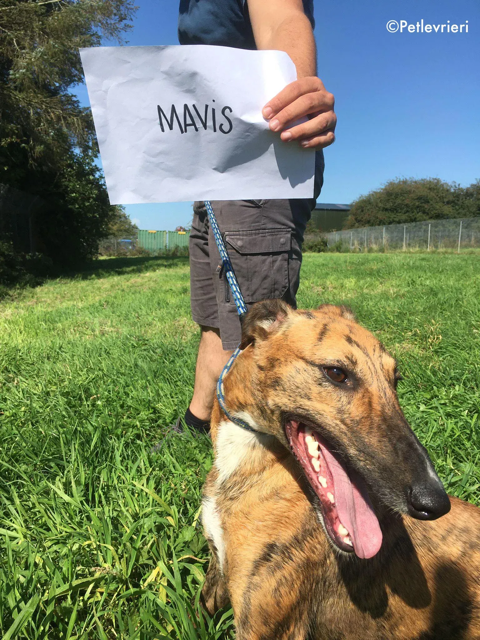 mavis adozione levrieri greyhound lurcher 3