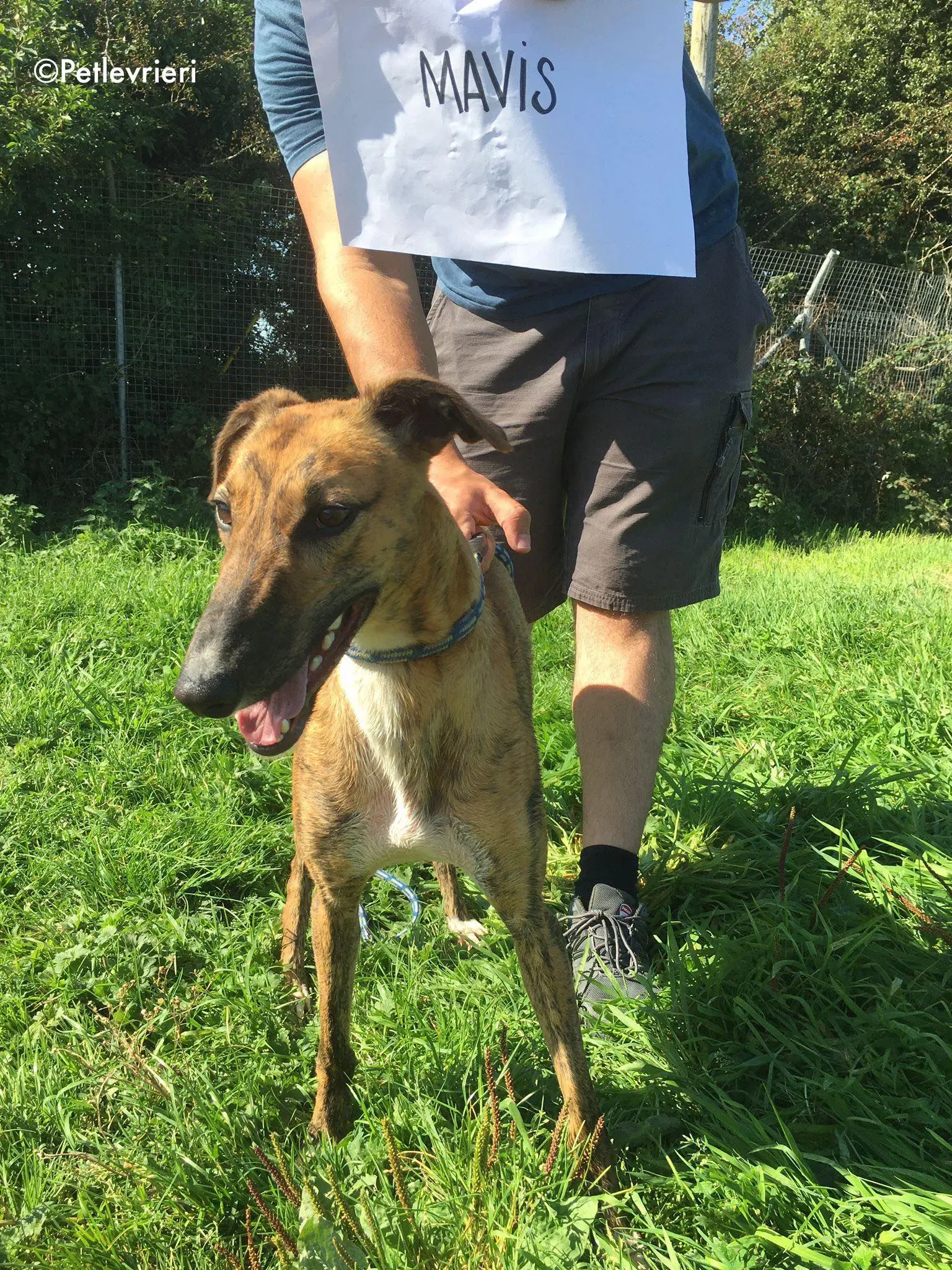 mavis adozione levrieri greyhound lurcher 4