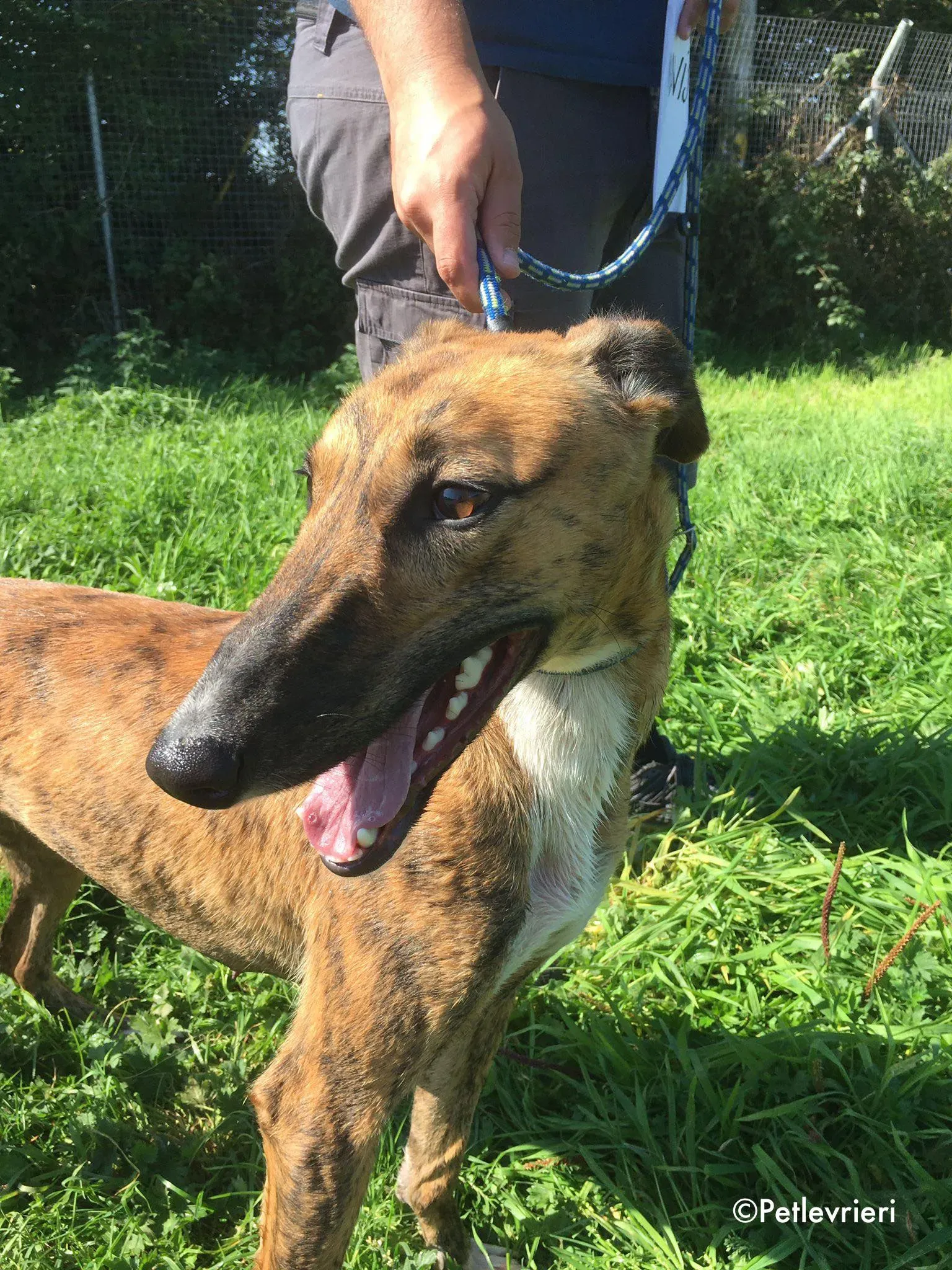 mavis adozione levrieri greyhound lurcher 5