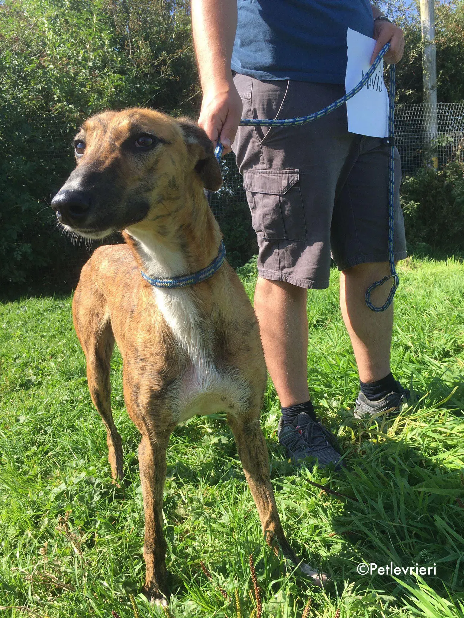 mavis adozione levrieri greyhound lurcher 6