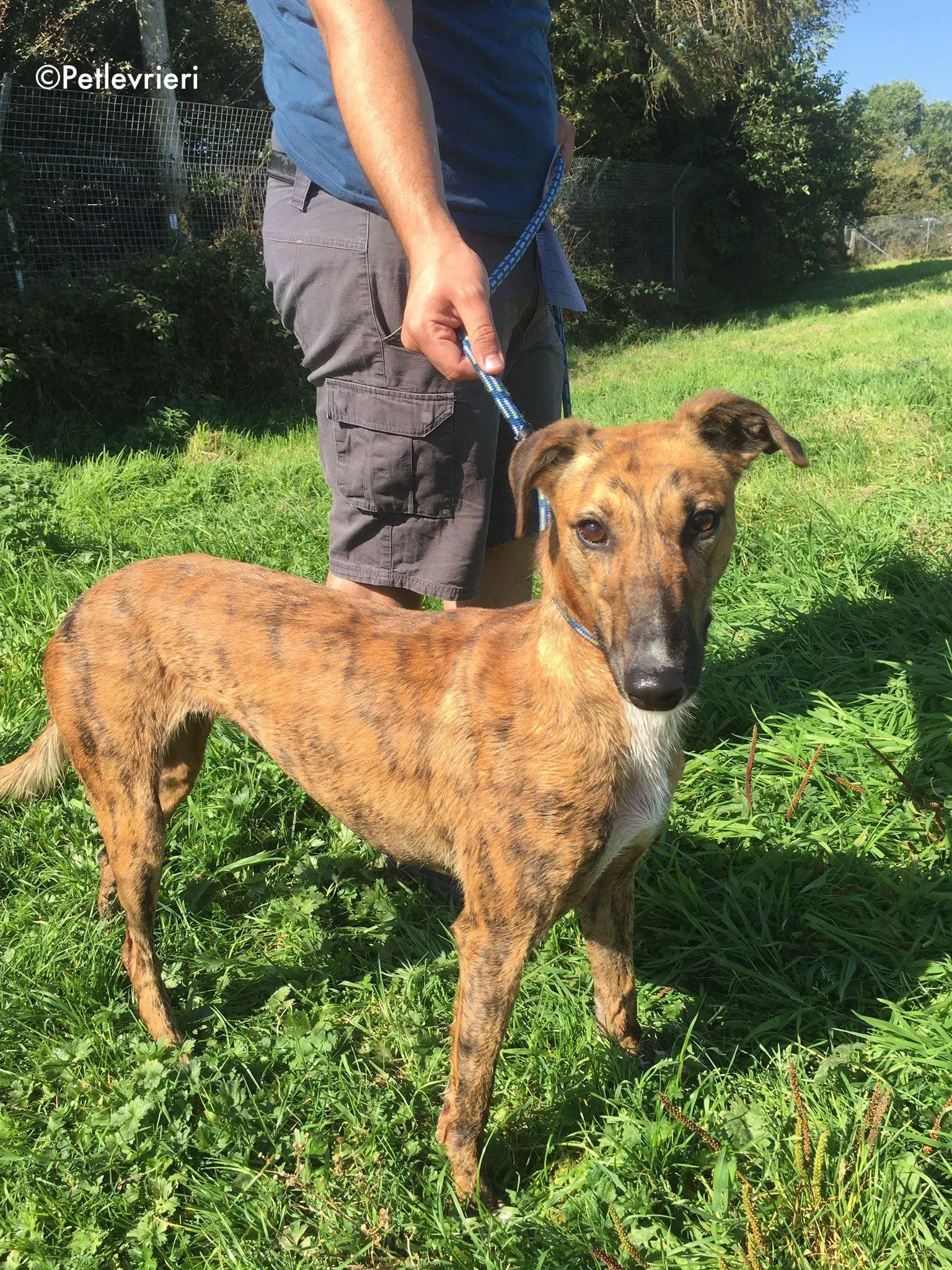 mavis adozione levrieri greyhound lurcher 7