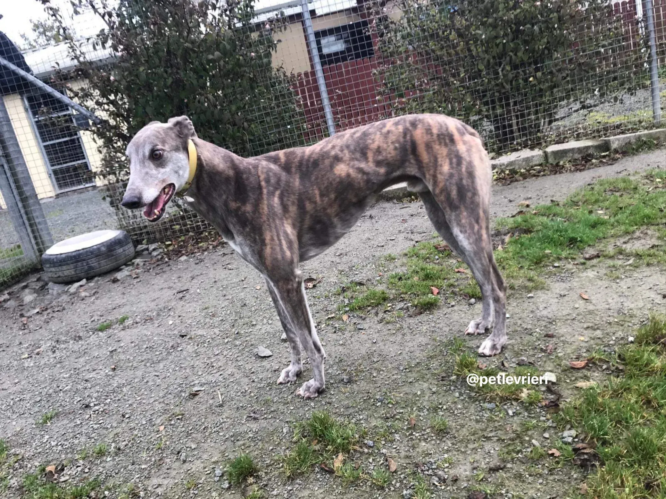 max adozione greyhound per levrieri 1