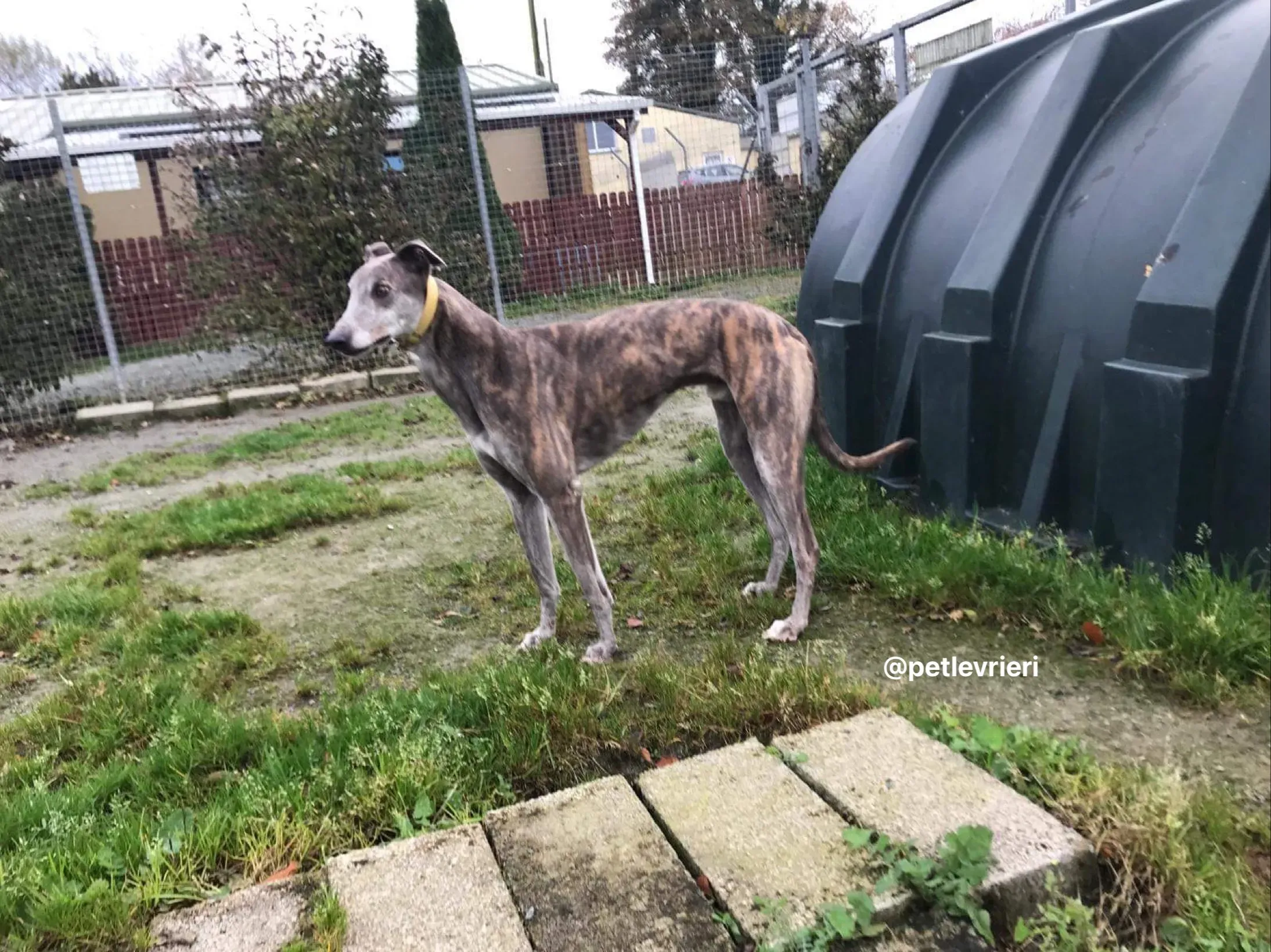 max adozione greyhound per levrieri 2