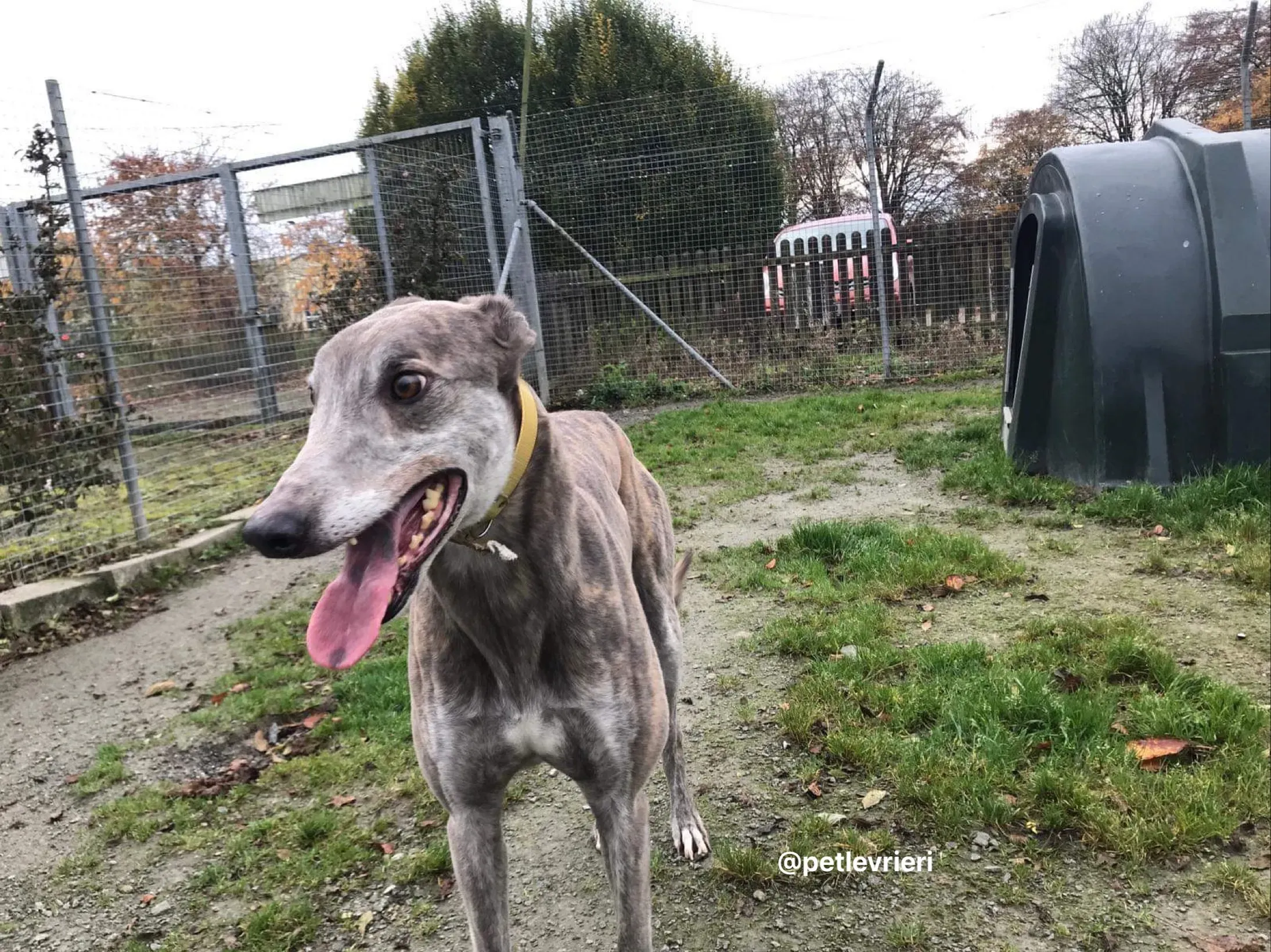 max adozione greyhound per levrieri 3